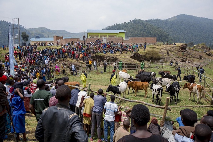 Abaturiye Pariki y'Ibirunga batishoboye borojwe inka mu rwego rwo gusangira ku byiza bituruka ku kubungabunga Pariki