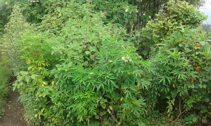 Bahinga n'imiti bifashisha mu buvuzi gakondo