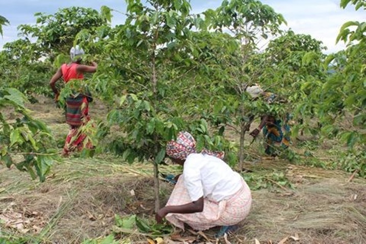 Kwita kuri Kawa ni bimwe mu bituma yera neza igatanga n