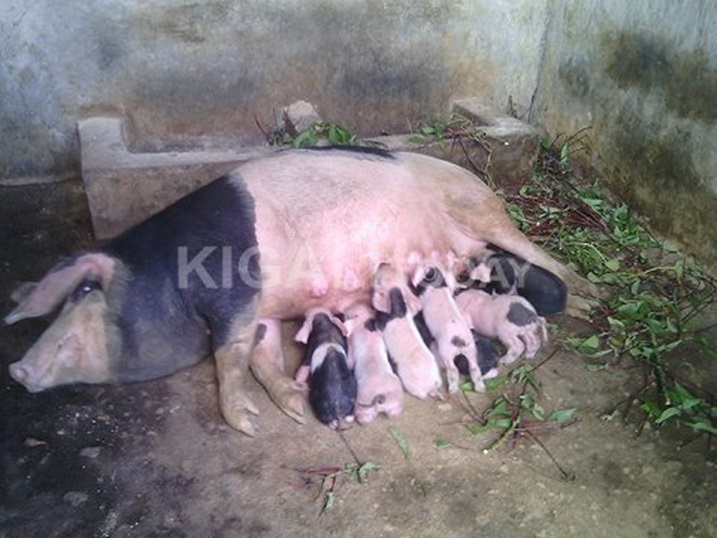 Leta ifasha abaturage mu mishinga itandukanye yo kwikura mu bukene nk'ubworozi.