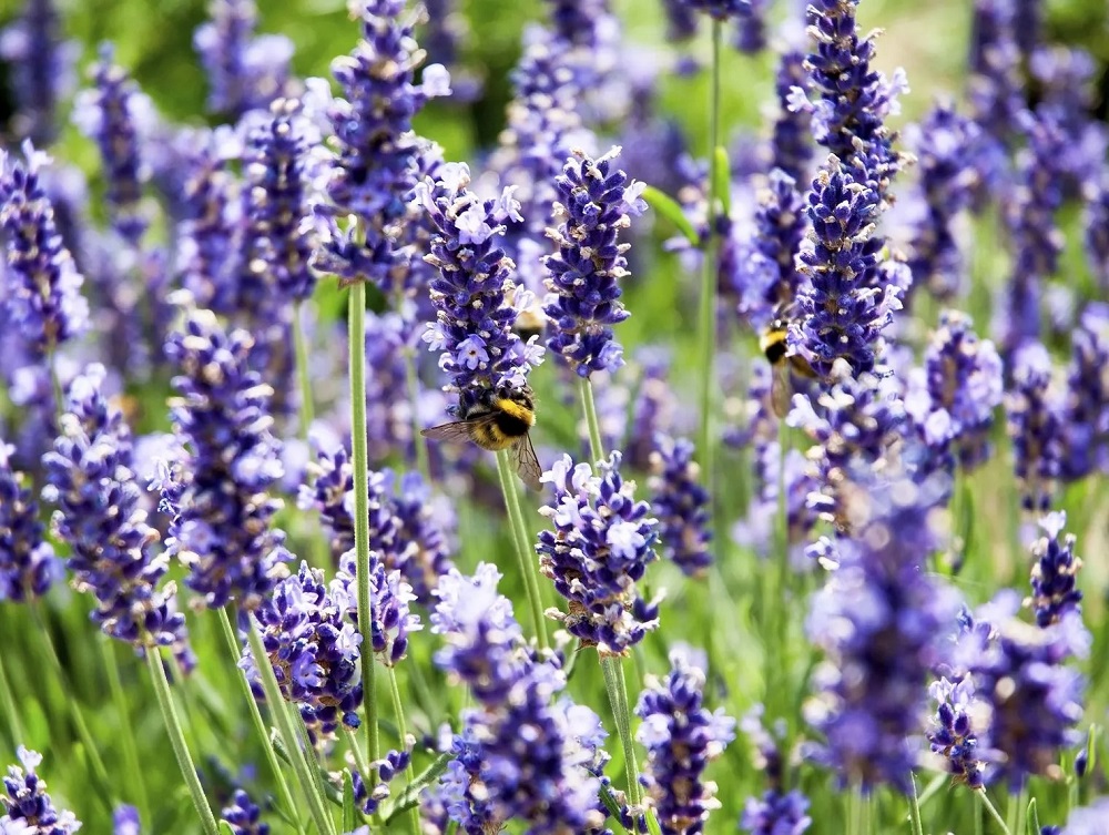 Ikimera kizwi nka Lavande