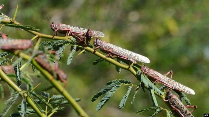 Inzige zimaze iminsi zibasiye ibice bitandukanye by