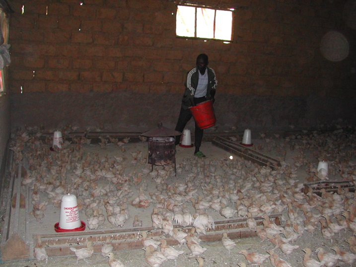 Maniragaba Leonard yatangiranye inkoko 30 none amaze kugera kuzisaga 2000 byose abikesha amafaranga yahawe muri gahunda y