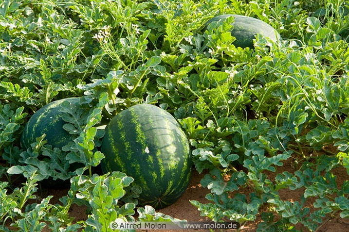 Igihingwa cya wa water melon gikunzwe na benshi kuri iki gihe.