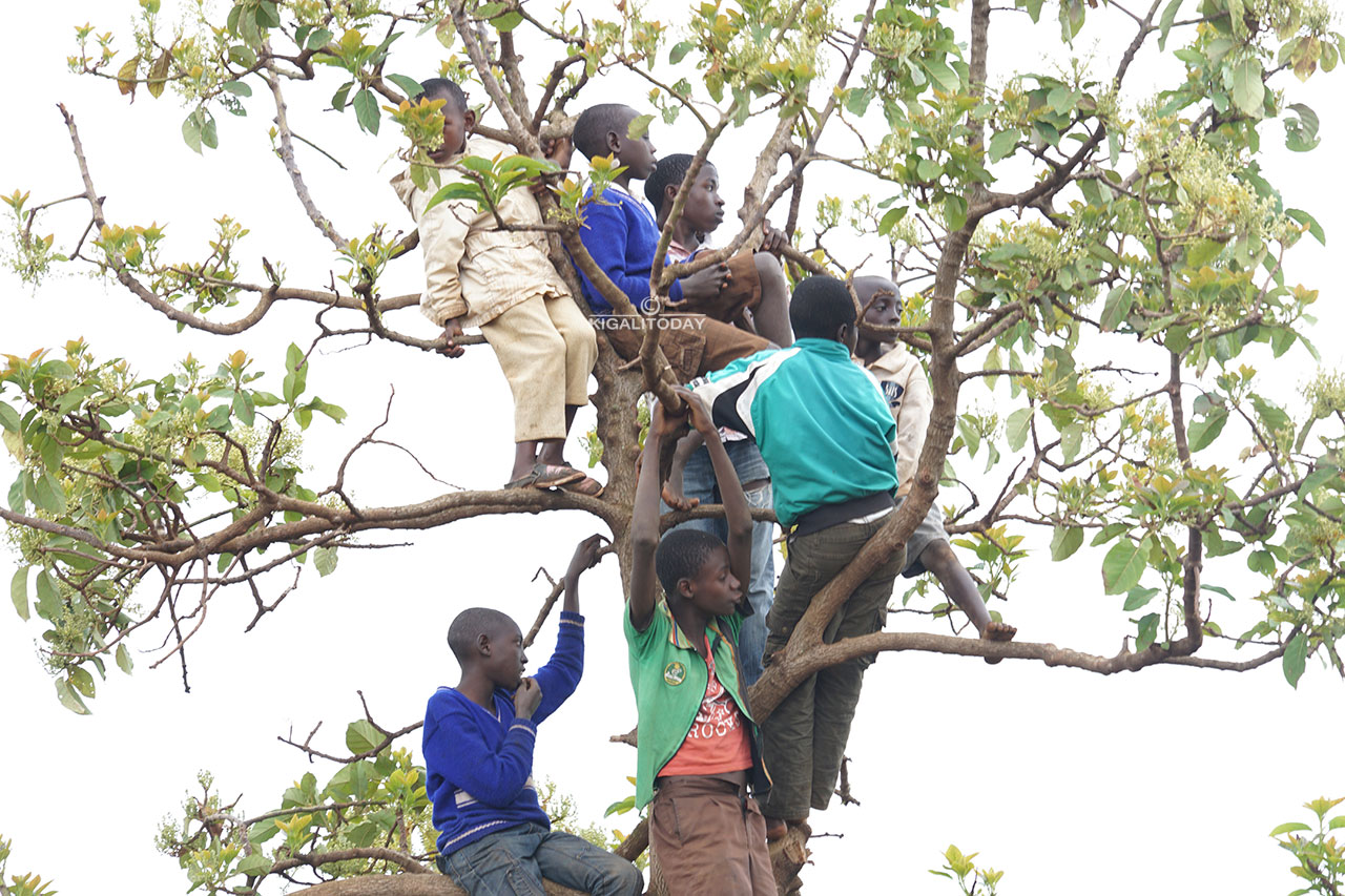 Aba bo bahisemo kurira ibiti