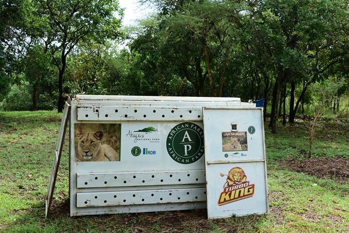 Ibyo bisanduka nibyo byajemo intare ziherutse kugezwa muri iyi pariki.