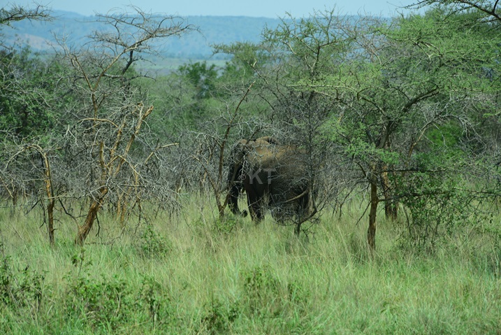 Mu zindi nyamaswa biboneye harimo n'inzovu.
