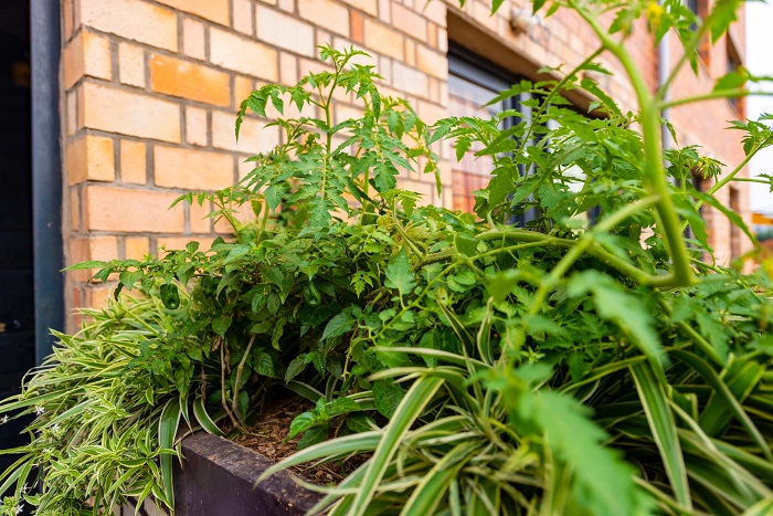 Bamwe mu batujwe muri uyu mudugudu bamaze kumenyera ndetse batangiye gutunganya inyubako zabo, bateramo indabo ndetse n'uturima tw'igikoni