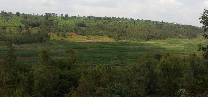 Guhinga ibijumba bavuga ko byabafashaga kurwanya inzara