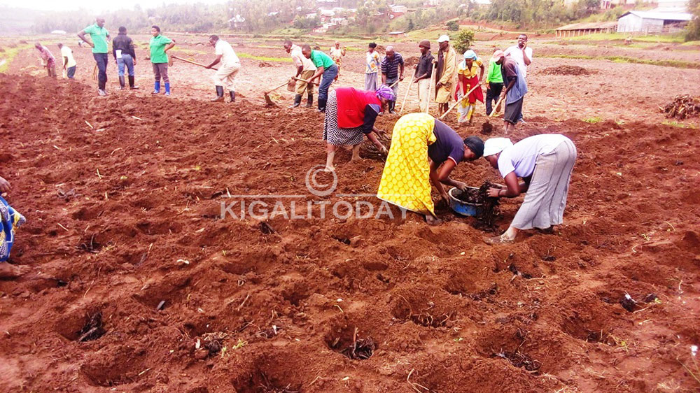 Mu gishanga cya Rwansamira ubu babonye imvura barakangurirwa kwitabira gutera imbuto