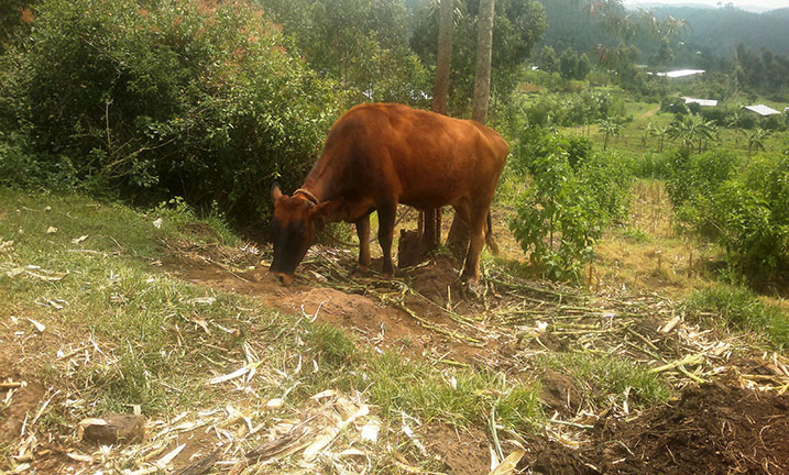 bamwe mu bagabiwe inka bumva ko umusaruro ari ifumbire gusa.