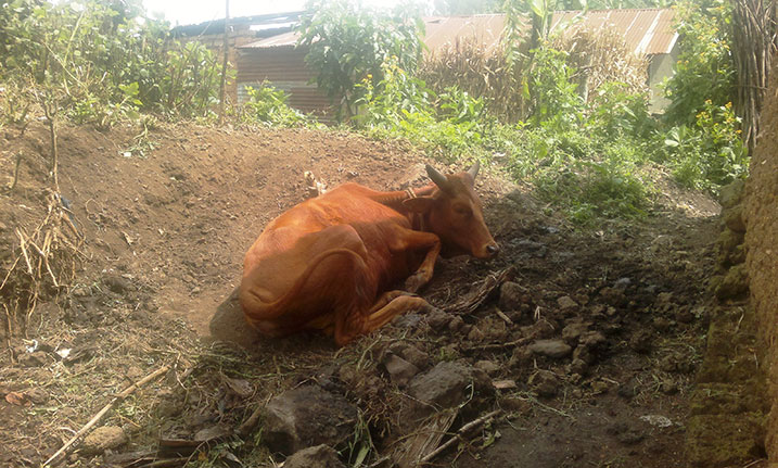 Zimwe mu nka zatanzwe muri girinka zihora ziziritse ku giti nta n'ubwatsi zifite.