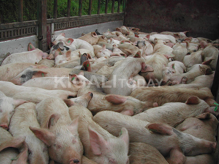 Mu ngurube 125 hatoranyijwemo 79 zihabwa abaturage izindi zisubizwayo ngo ziguranwe.