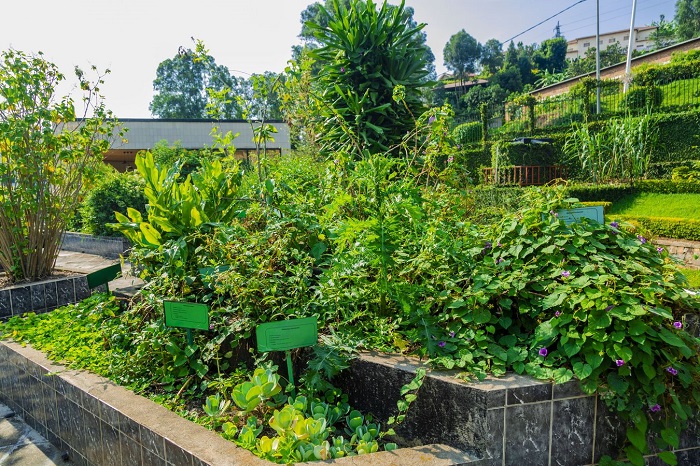 Mu bimera bihari byakoreshwaga mu kuvura indwara zitandukanye harimo umuravumba ndetse n'umukunde ukundwa na benshi mu basura iyo ngoro kubera amateka wihariye