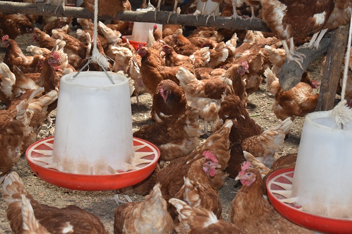 Mu kunoza imirire, uyu mushinga wateye inkunga ubworozi bw'inkoko ku ishuri rya Nyabirehe