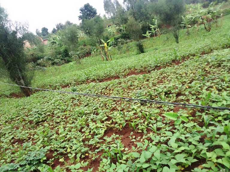 Mu mirima, hari aho abahinzi bagenda bigizayo insinga z'amashanyarazi iyo barimo guhinga