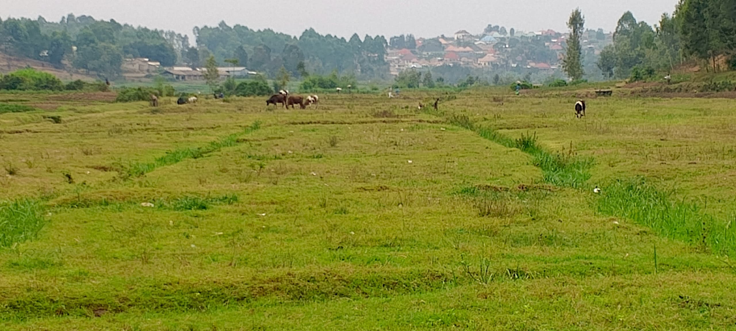 Ni igishanga cyari yaratunganyijwe ngo abaturage bagihinge