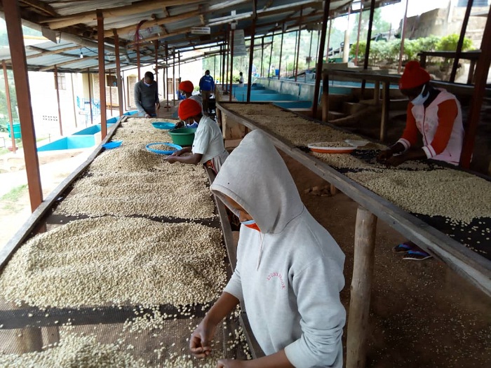 Abashinzwe kurobanura kawa na bo bishimira ko iyi koperative yabahesheje akazi