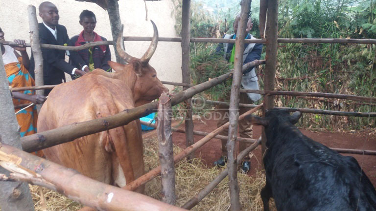 Mukabutera yagabiwe inka y