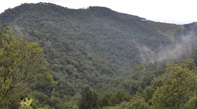 Pariki ya Mukura-Gishwati yashyizwe mu murage w'Isi