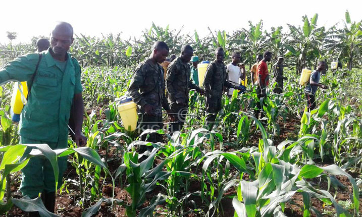 Muri Army Week 2017, RDF yanarwanyije nkongwa idasanzwe yari yibasiye ibigori hirya no hino mu gihugu 