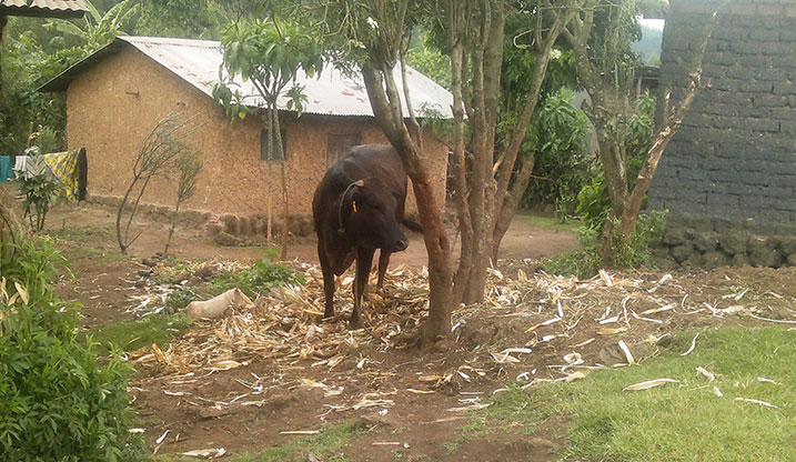 Inka ntizubakiwe ibiraro ahubwo zibera ku gasozi.