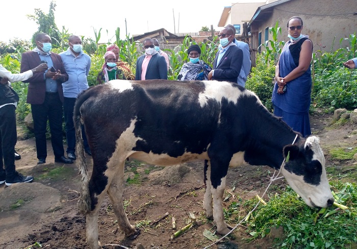 Abakozi b'Ibitaro bikuru bya Ruhengeri banaremeye ababyeyi babiri barokotse Jenoside yakorewe Abatutsi inka zihaka kugira ngo zizabunganire mu mibereho yabo