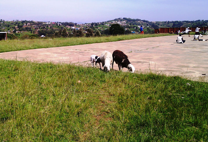 N'andi matungo azanwa kurisha kuri stade ya Muhanga.