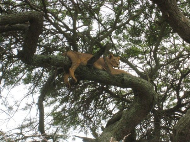 Aba bagabo bavogereye pariki y