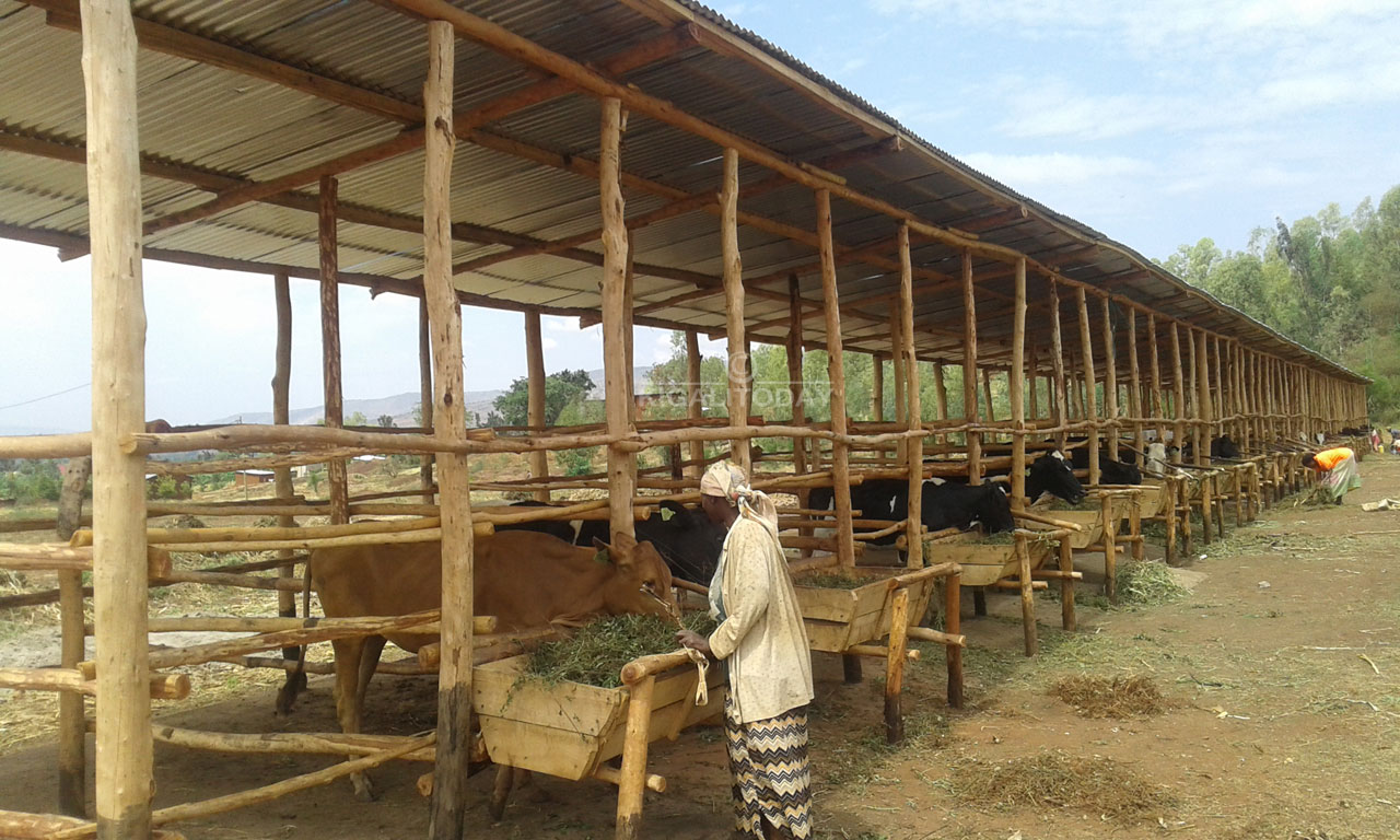 Abatuye muri uwo mudugudu bahawe inka