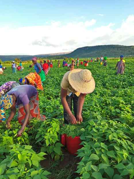Kuva uru ruganda rwajyaho, abaturage babonye umusaruro uruta uwo babonaga