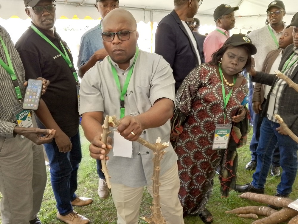 Umuyobozi mukuru wa RAB Dr. Ndabamenye Telesphole asuzuma imbuto y'imyumbati