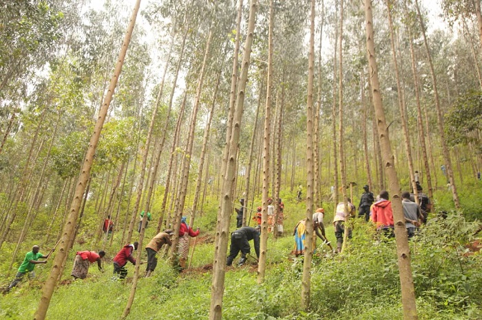 Mu Muganda wabereye mu Murenge wa Nemba, abaturage n'abayobozi bafatanyije gucukura imirwanyasuri mu misozi