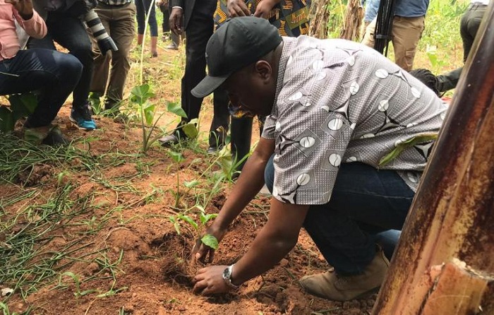 Minisitiri w'Intebe yatanze urugero rwo gutera ibiti by'imbuto