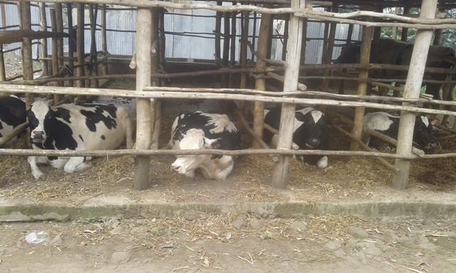 Gufatira ubwishingizi Inka bizatuma ubworozi bwazo butera imbere