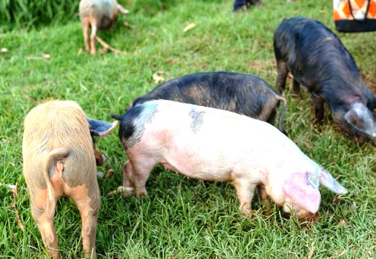 Ubu buri wese afite ikibwana cy'ingurube, kandi bafite icyizere cyo kuzatera imbere