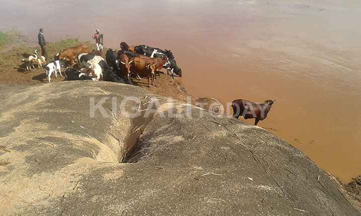 Aya mazi n'inka niyo zishoka.
