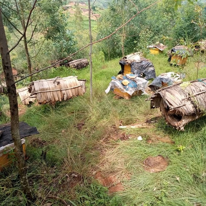 Umutungo asigaranye ni imizinga