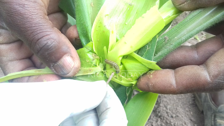 Nkongwa idasanzwe yibasiye ibigori, irya ikigori igihereye ku mutima 