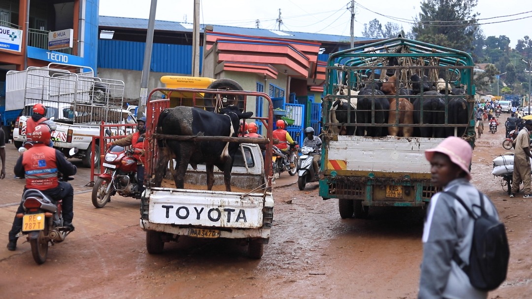 Mu gihe bamwe bari mu byishimo, amatungo yo arahababarira