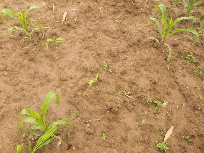 Nta cyizere bafitiye ibigori biri kumera