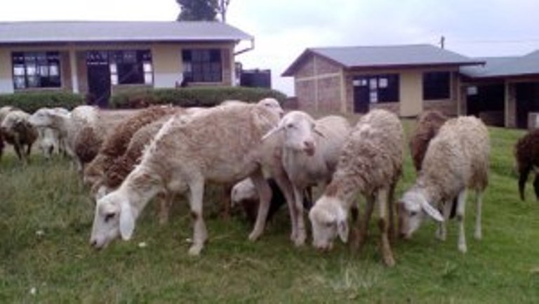 Bahawe n'Intama zo kubakenura