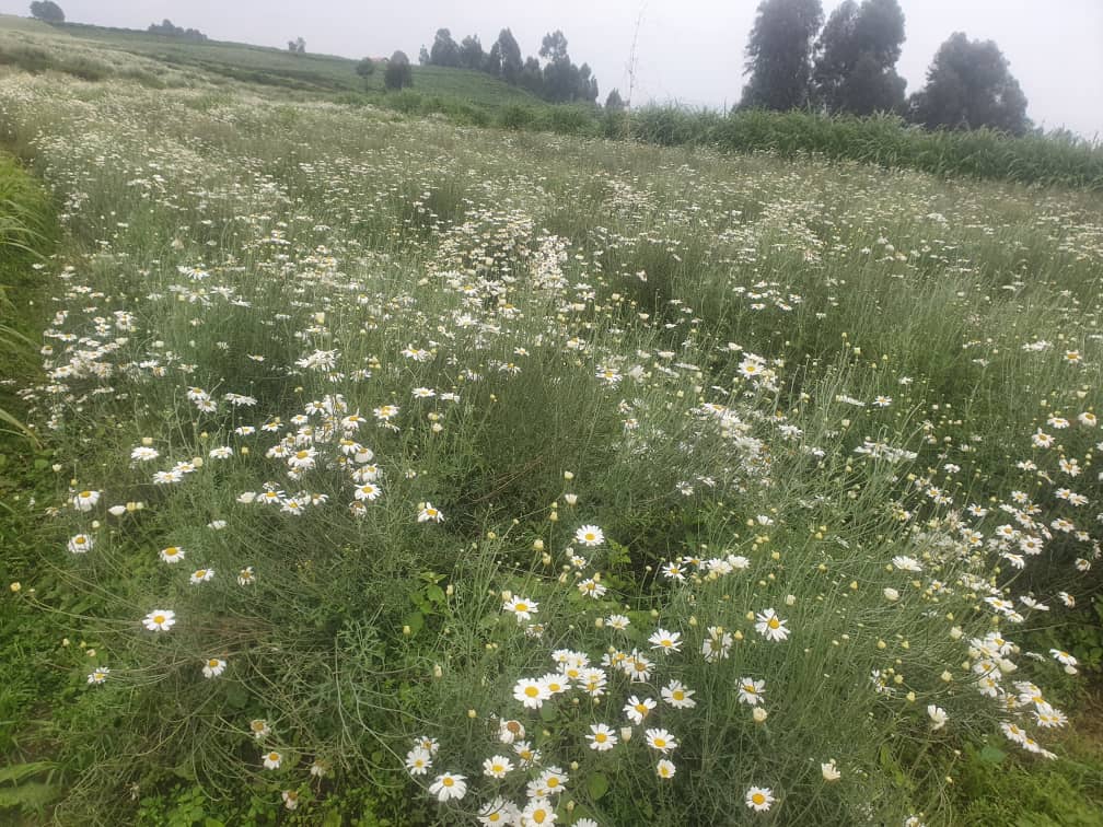 Nyabihu ni ko Karere ka mbere mu Gihugu gakungahaye ku gihingwa cy