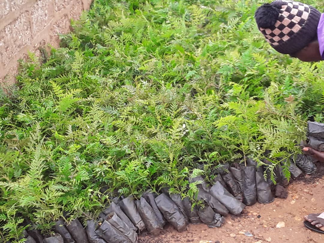 Ni ngombwa ko ku misozi ya Kigali haterwa ibiti byinshi