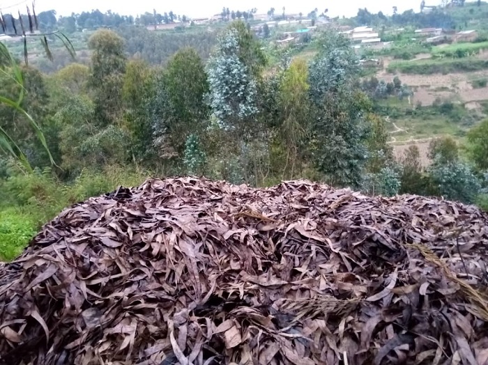 Hari gutekerezwa ukuntu ibisigazwa by'amababi yakuwemo amavuta byajya bikorwamo ifumbire