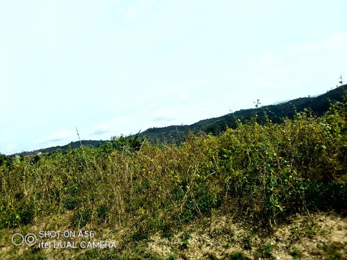 Imisozi ya Nyamagabe itwikirijwe imyaka n'amashyamba