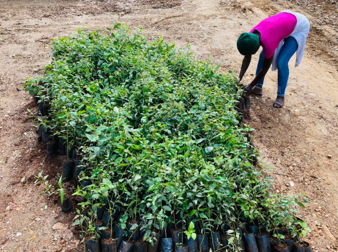 Inama y'Igihugu y'Urubyiruko ivuga ko kuri Ruliba hatewe ibiti bigera ku bihumbi bitanu