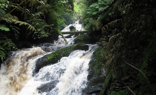 Nyungwe ni ikigega cy'amazi n'ubuturo bw'ibinyabuzima bidasanzwe 