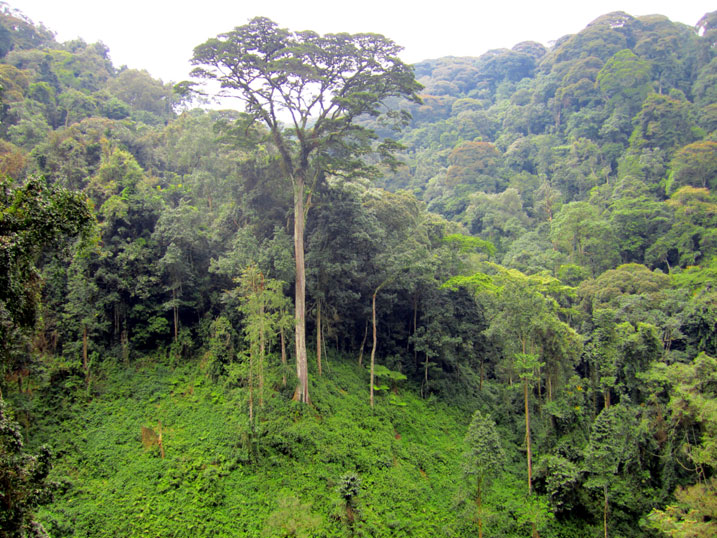 Inzovu ngo zifite akamaro gakomeye kuburyo ngo zigaruwe muri iyi Pariki ya Nyungwe zatuma irushaho gutohagira 