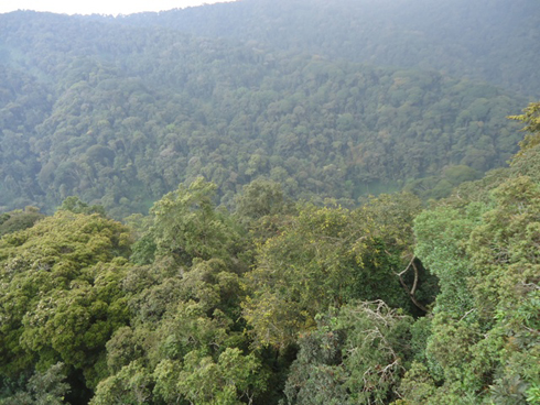 Ishyamba rya Nyungwe ni rimwe mu mashyamba kimeza manini muri Afurika.